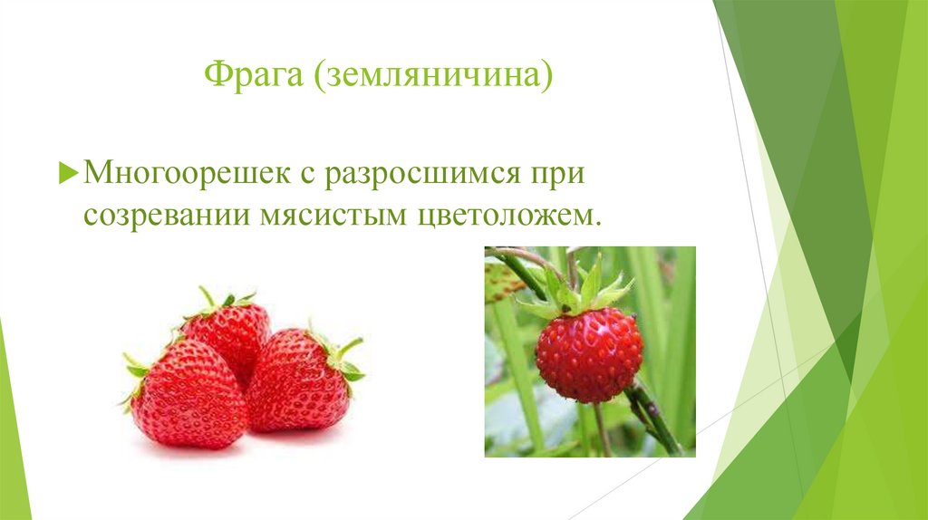 Фрага (земляничина)