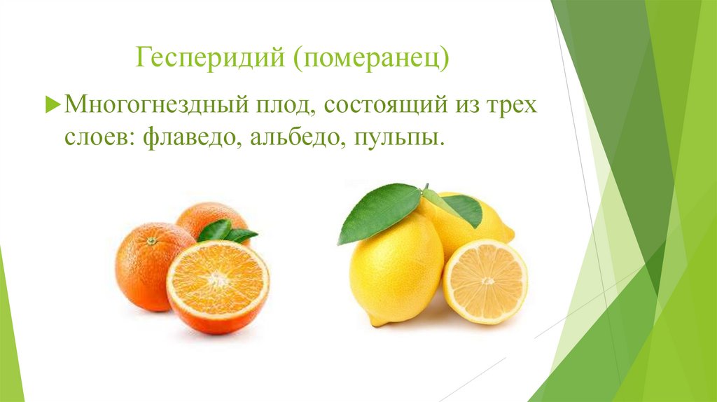 Гесперидий (померанец)