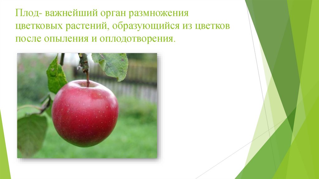 Плод- важнейший орган размножения цветковых растений, образующийся из цветков после опыления и оплодотворения.