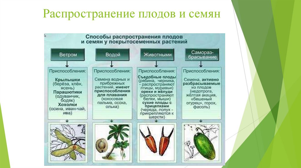 Распространение плодов и семян