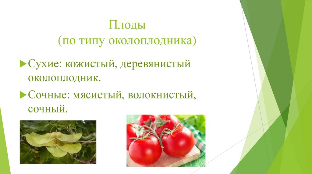 Плоды (по типу околоплодника)