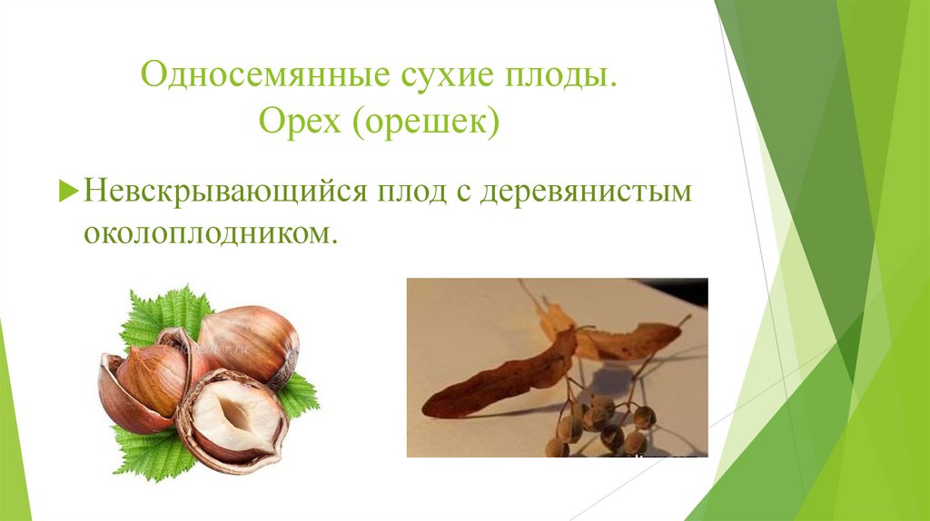 Односемянные сухие плоды. Орех (орешек)