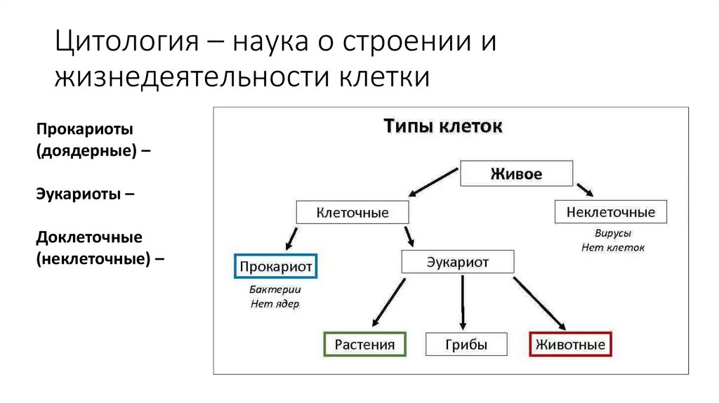 Цитология – наука о строении и жизнедеятельности клетки