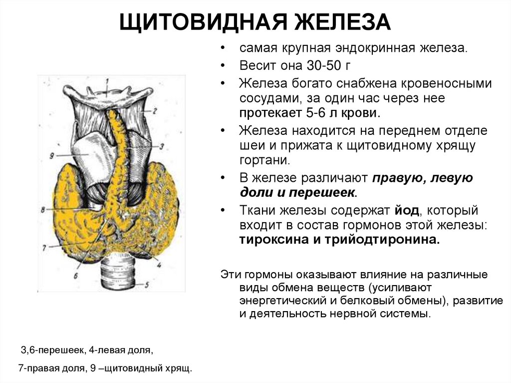 ЩИТОВИДНАЯ ЖЕЛЕЗА