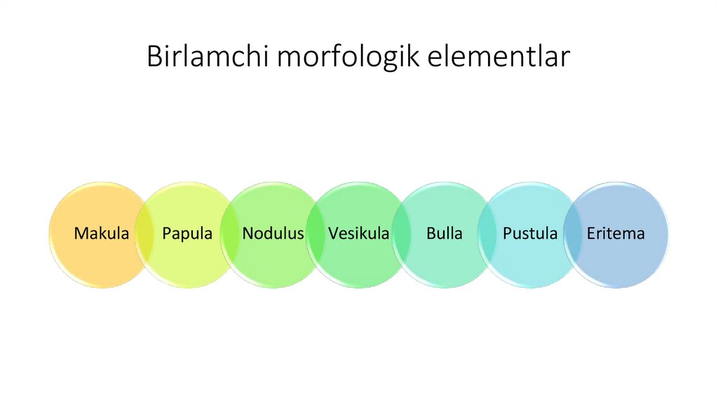 Birlamchi morfologik elementlar