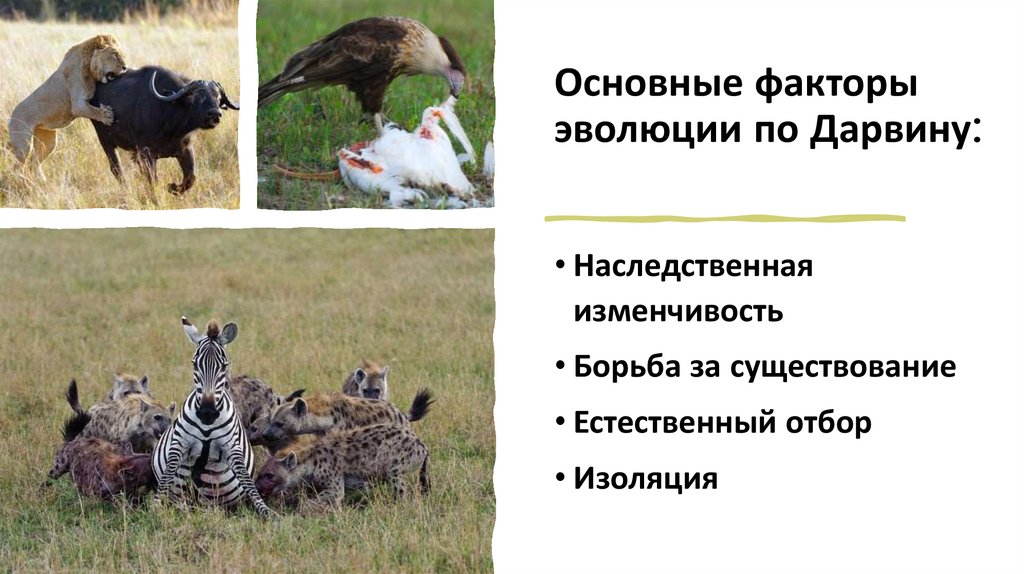 Основные факторы эволюции по Дарвину: