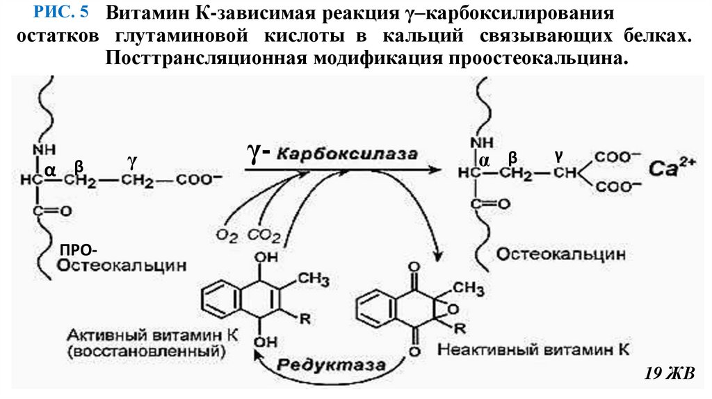 Витамин К-зависимая реакция γ–карбоксилирования остатков глутаминовой кислоты в кальций связывающих белках. Посттрансляционная