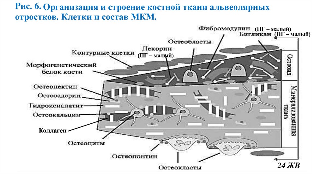 Организация и строение костной ткани альвеолярных отростков. Клетки и состав МКМ.