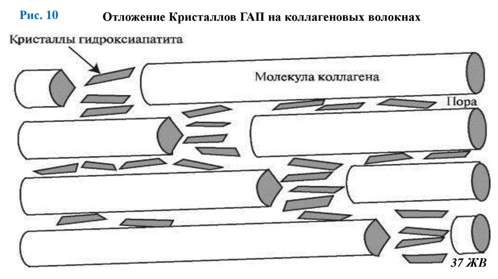Отложение Кристаллов ГАП на коллагеновых волокнах
