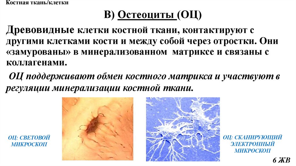 Костная ткань/клетки