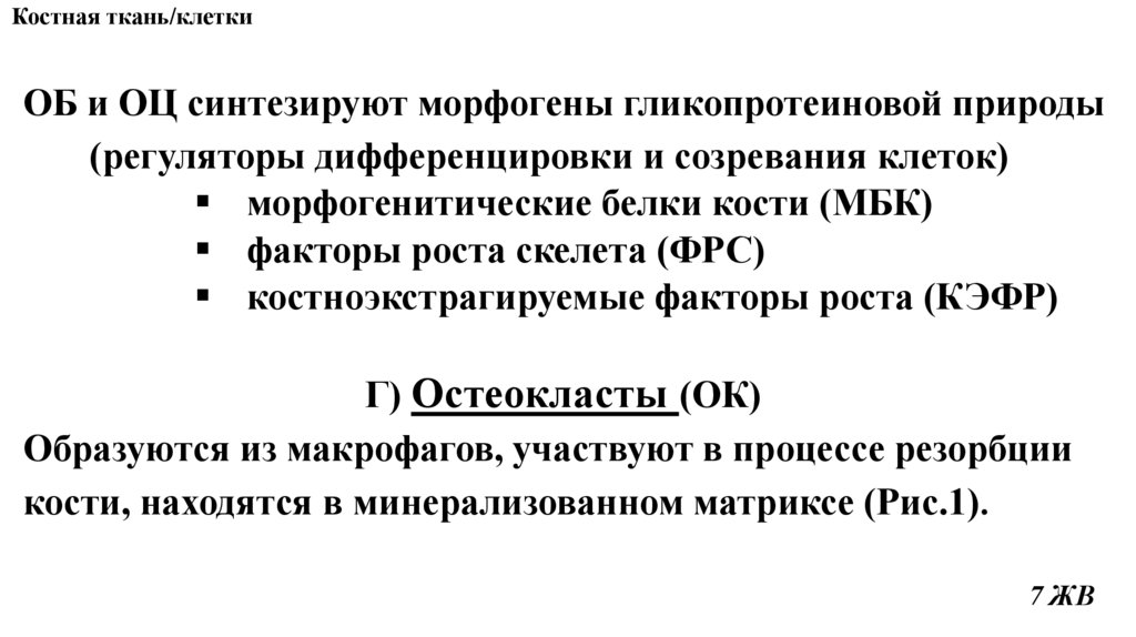 Костная ткань/клетки