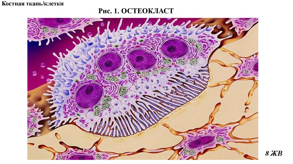 Рис. 1. ОСТЕОКЛАСТ