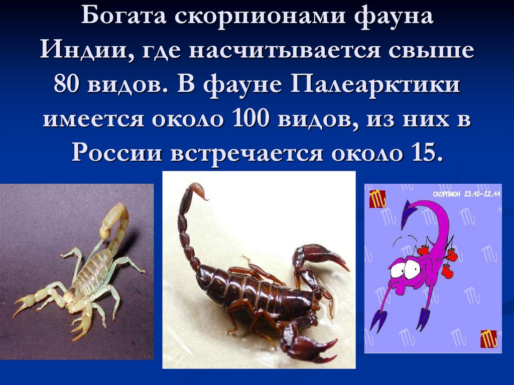 Богата скорпионами фауна Индии, где насчитывается свыше 80 видов. В фауне Палеарктики имеется около 100 видов, из них в России