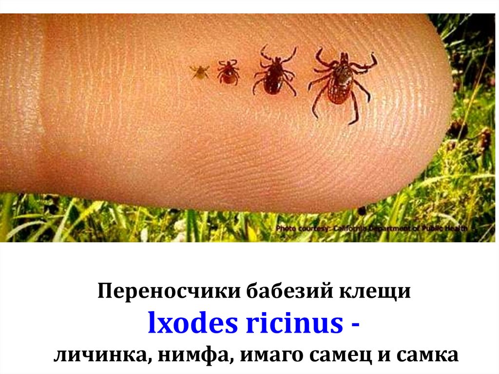 Переносчики бабезий клещи lxodes ricinus - личинка, нимфа, имаго самец и самка