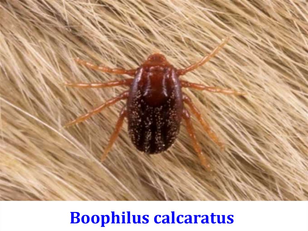 Boophilus calcaratus