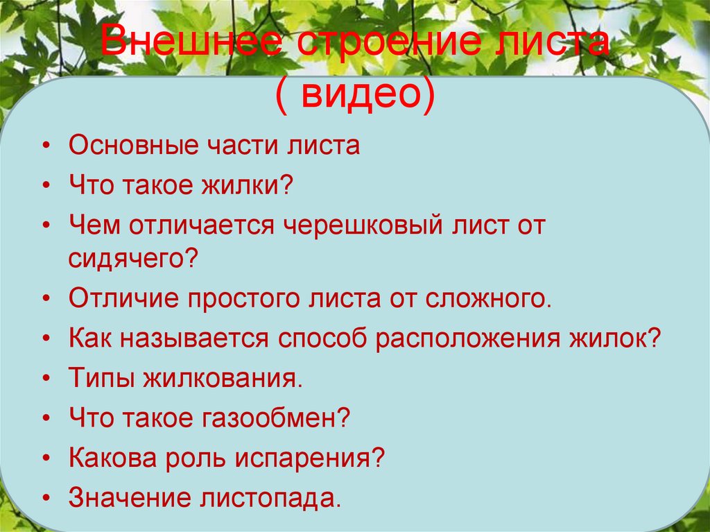 Внешнее строение листа ( видео)