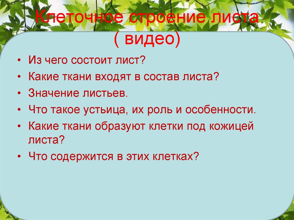 Клеточное строение листа ( видео)