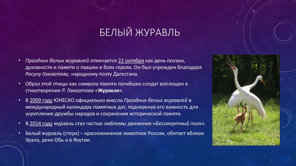 Белый журавль