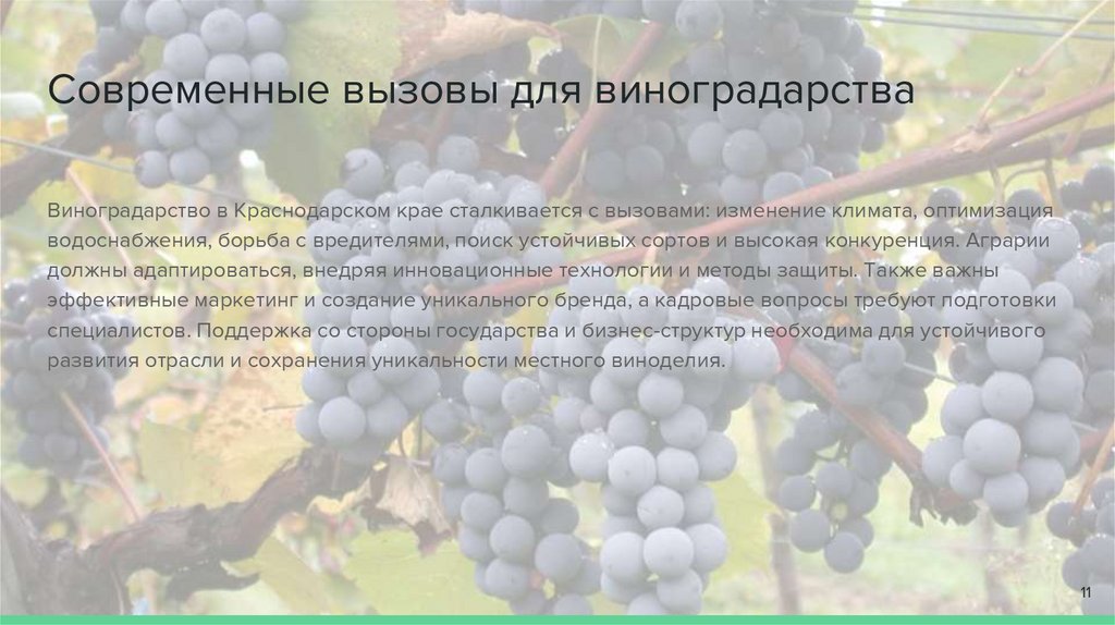 Современные вызовы для виноградарства