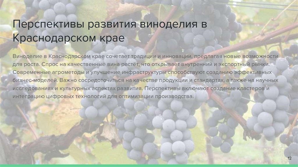 Перспективы развития виноделия в Краснодарском крае