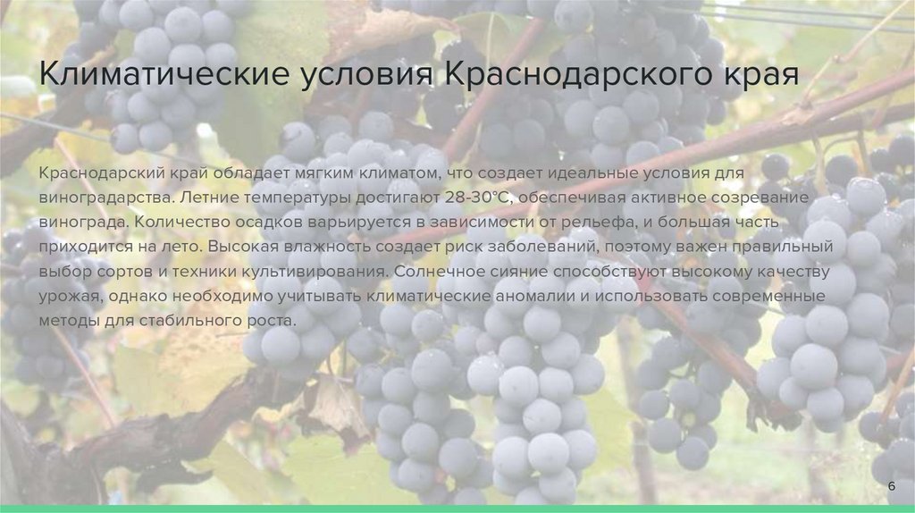 Климатические условия Краснодарского края