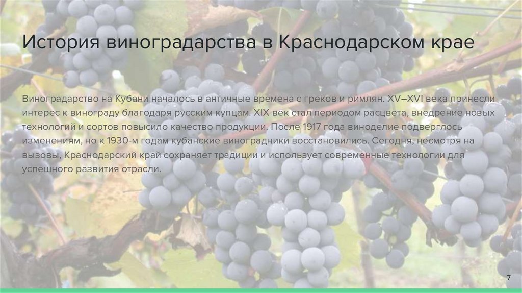 История виноградарства в Краснодарском крае