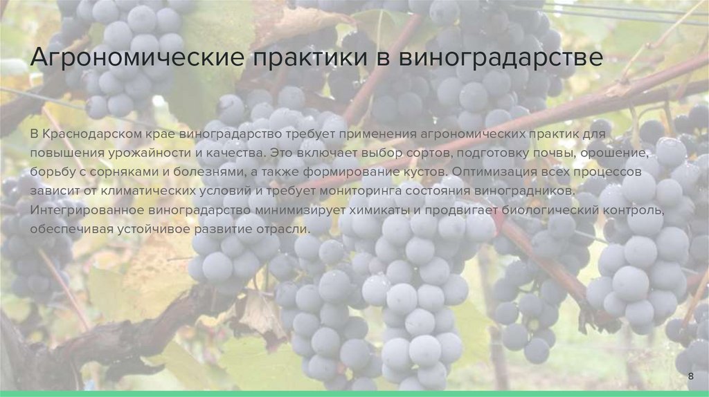 Агрономические практики в виноградарстве