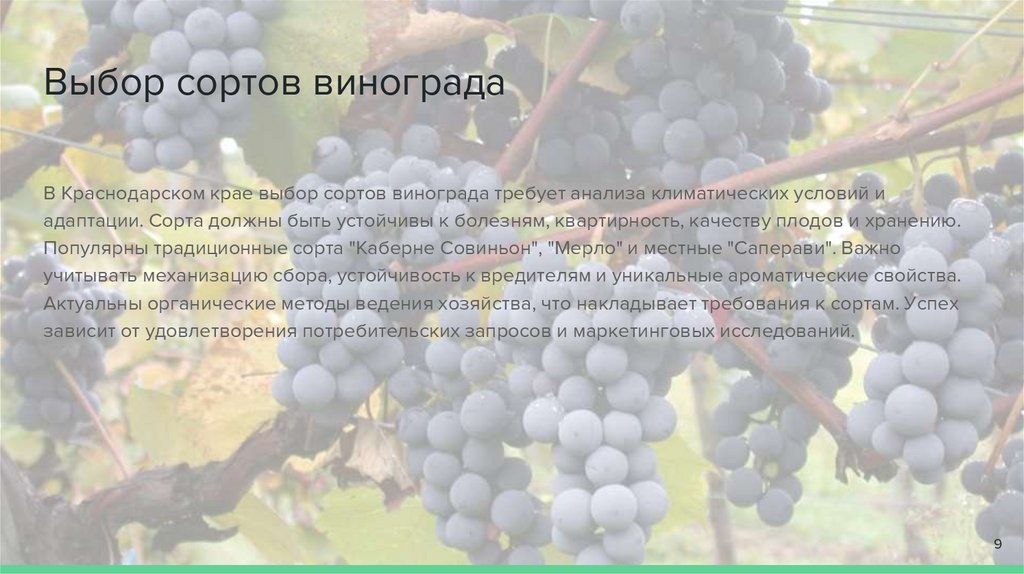Выбор сортов винограда