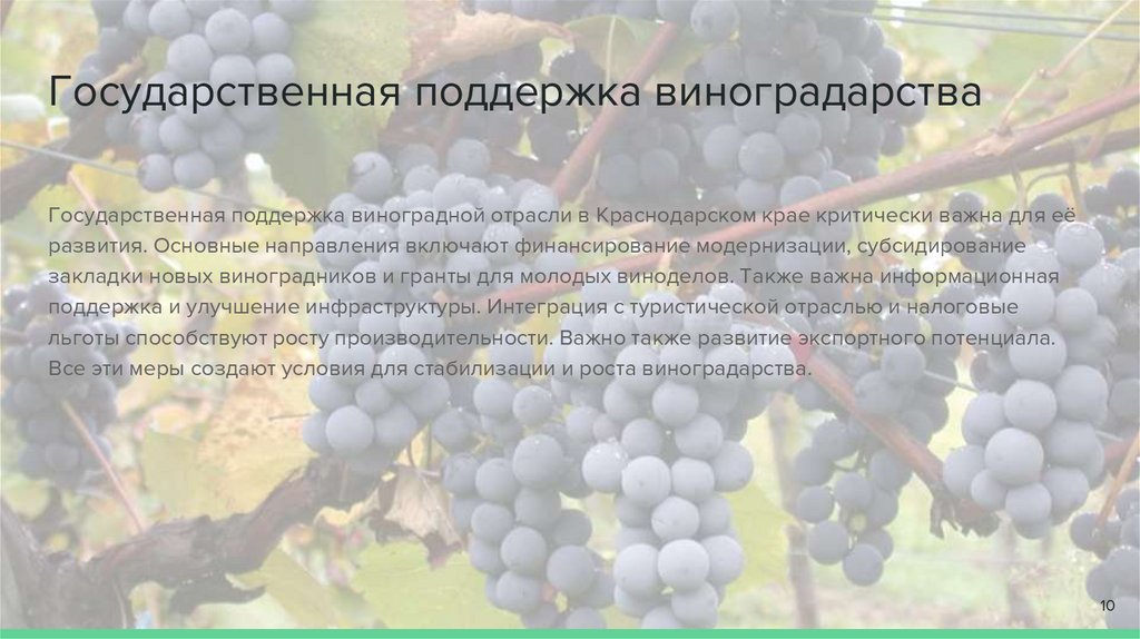 Государственная поддержка виноградарства