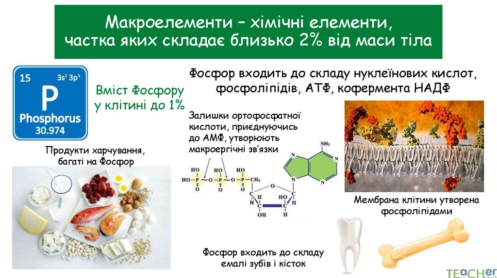 Макроелементи – хімічні елементи, частка яких складає близько 2% від маси тіла