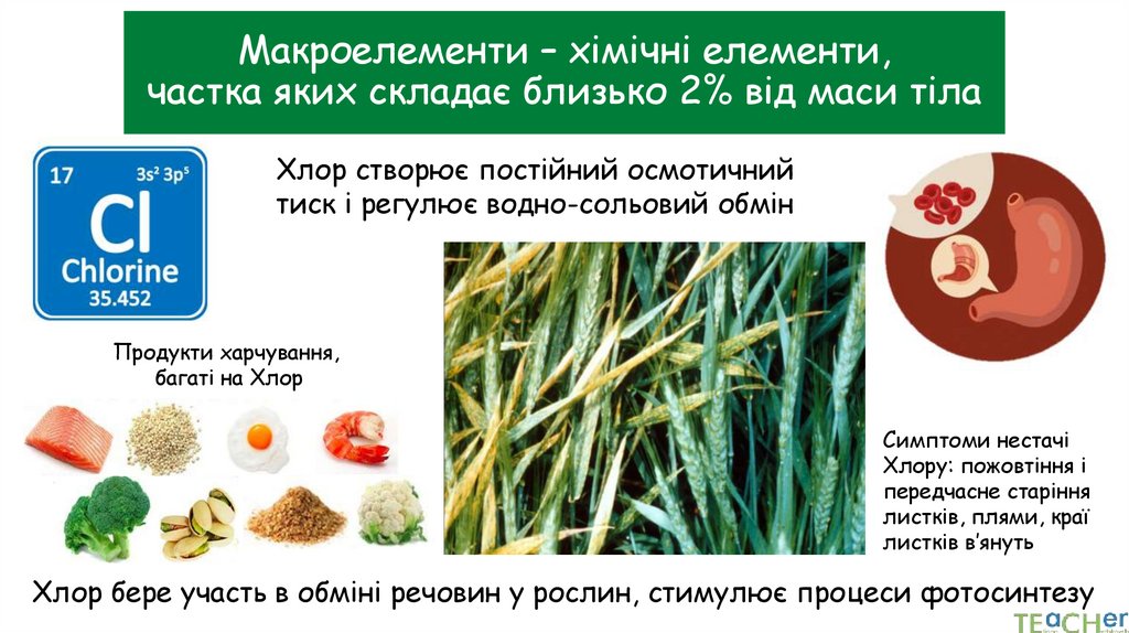 Макроелементи – хімічні елементи, частка яких складає близько 2% від маси тіла