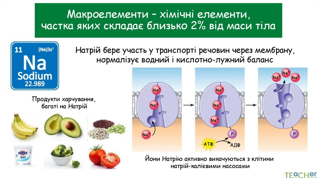 Макроелементи – хімічні елементи, частка яких складає близько 2% від маси тіла