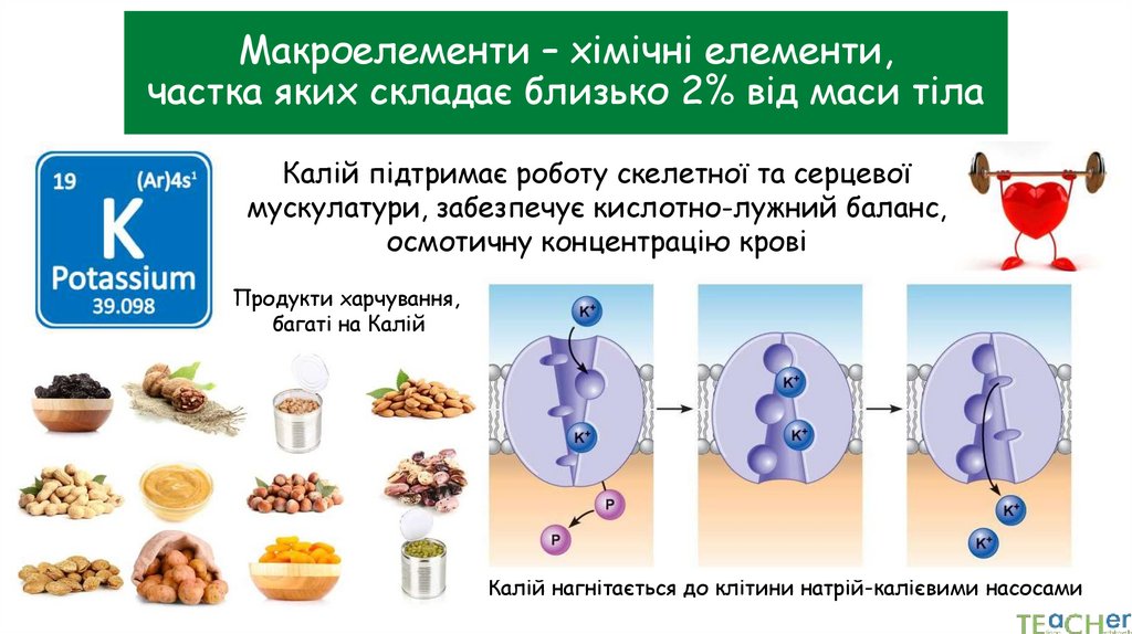 Макроелементи – хімічні елементи, частка яких складає близько 2% від маси тіла