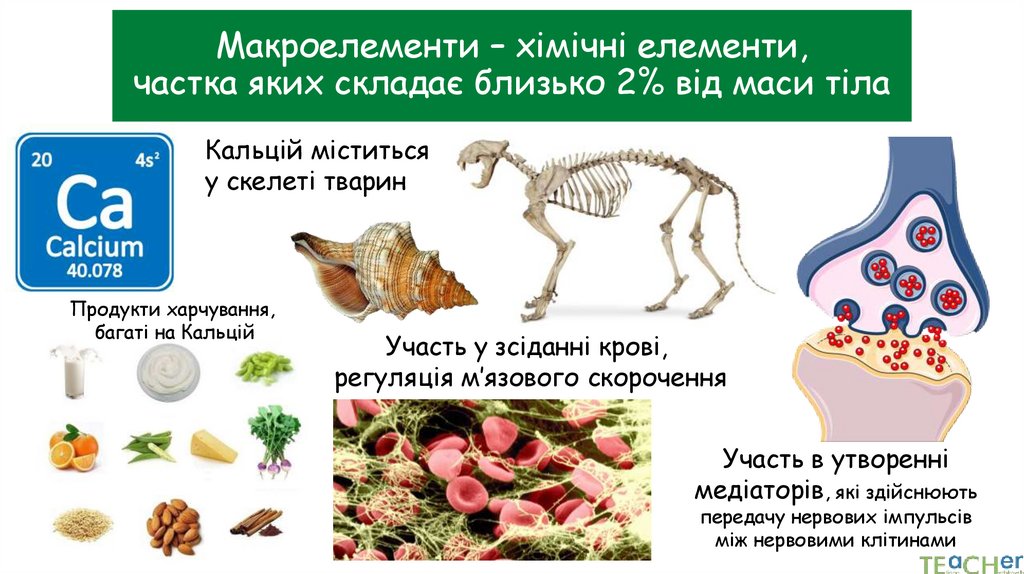 Макроелементи – хімічні елементи, частка яких складає близько 2% від маси тіла