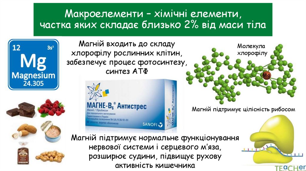Макроелементи – хімічні елементи, частка яких складає близько 2% від маси тіла
