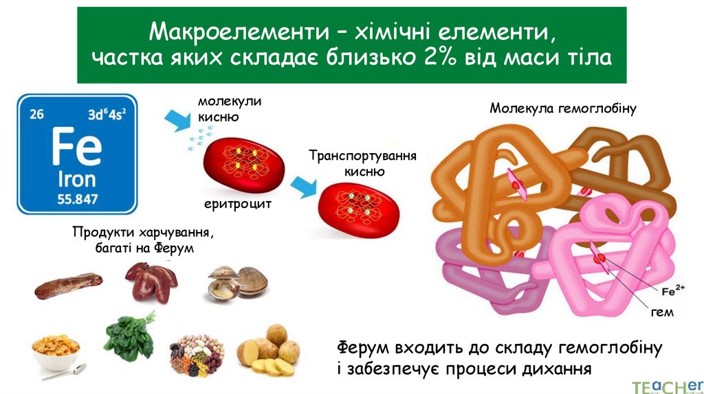 Макроелементи – хімічні елементи, частка яких складає близько 2% від маси тіла