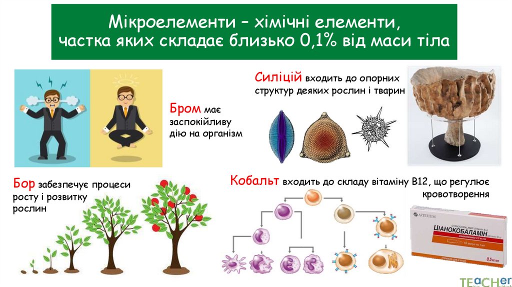 Мікроелементи – хімічні елементи, частка яких складає близько 0,1% від маси тіла