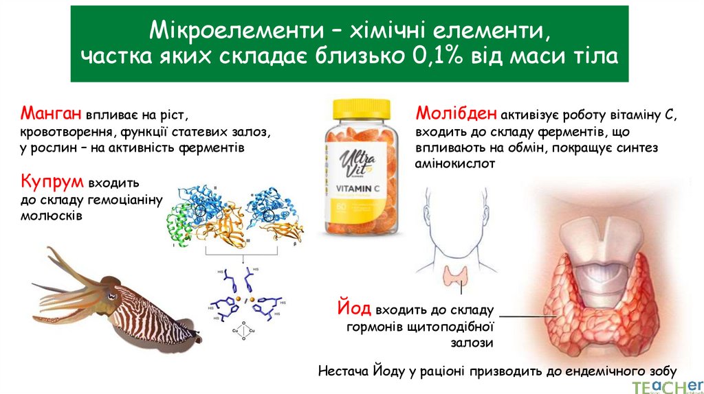 Мікроелементи – хімічні елементи, частка яких складає близько 0,1% від маси тіла