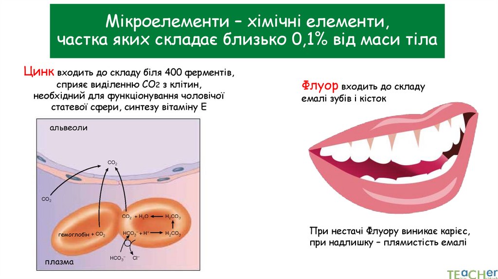Мікроелементи – хімічні елементи, частка яких складає близько 0,1% від маси тіла