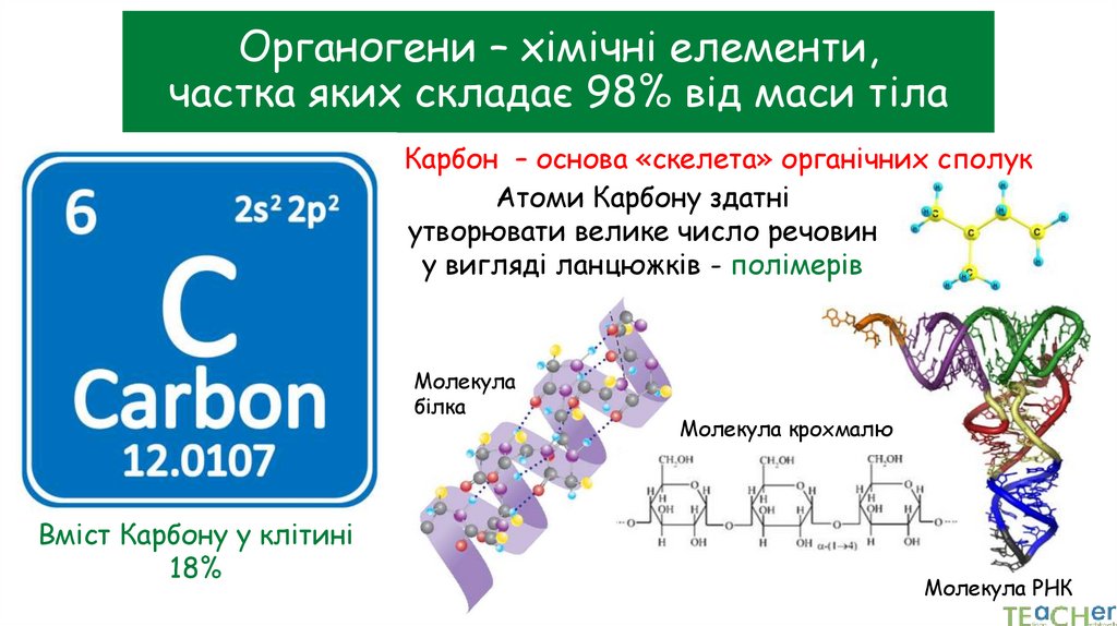 Органогени – хімічні елементи, частка яких складає 98% від маси тіла