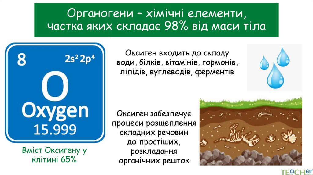 Органогени – хімічні елементи, частка яких складає 98% від маси тіла