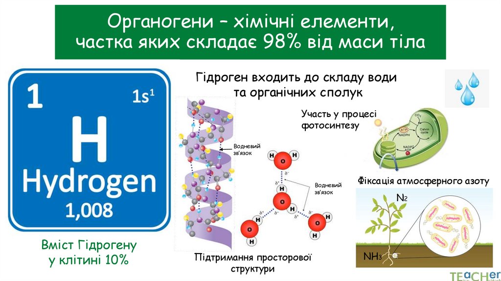 Органогени – хімічні елементи, частка яких складає 98% від маси тіла