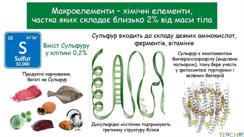 Макроелементи – хімічні елементи, частка яких складає близько 2% від маси тіла