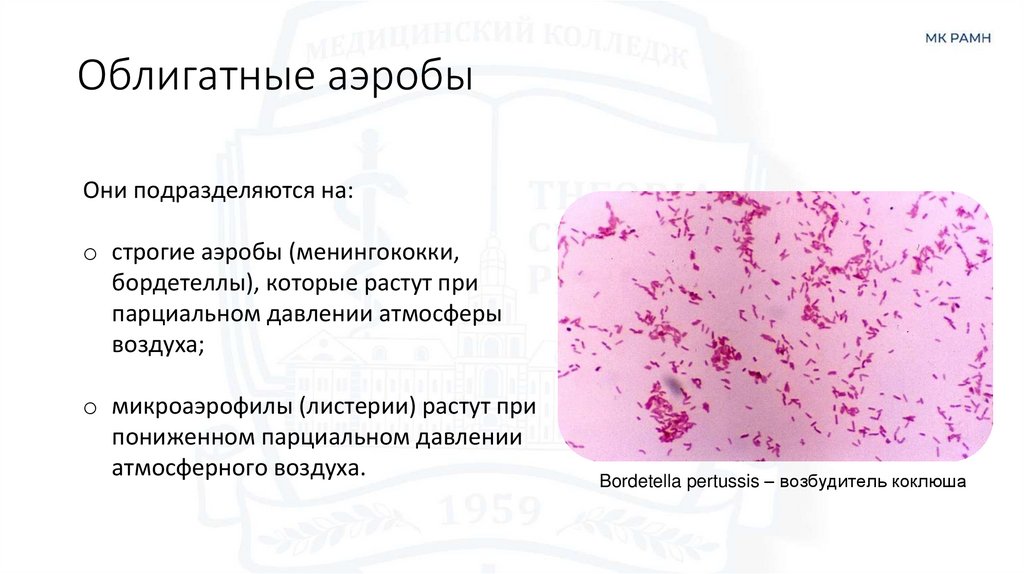 Облигатные аэробы