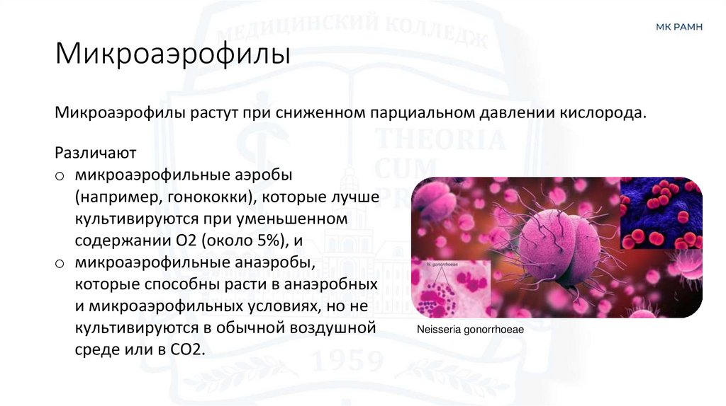 Микроаэрофилы