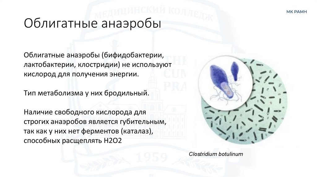 Облигатные анаэробы