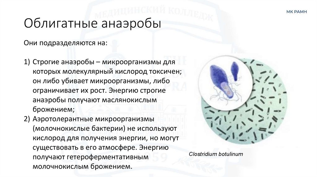 Облигатные анаэробы