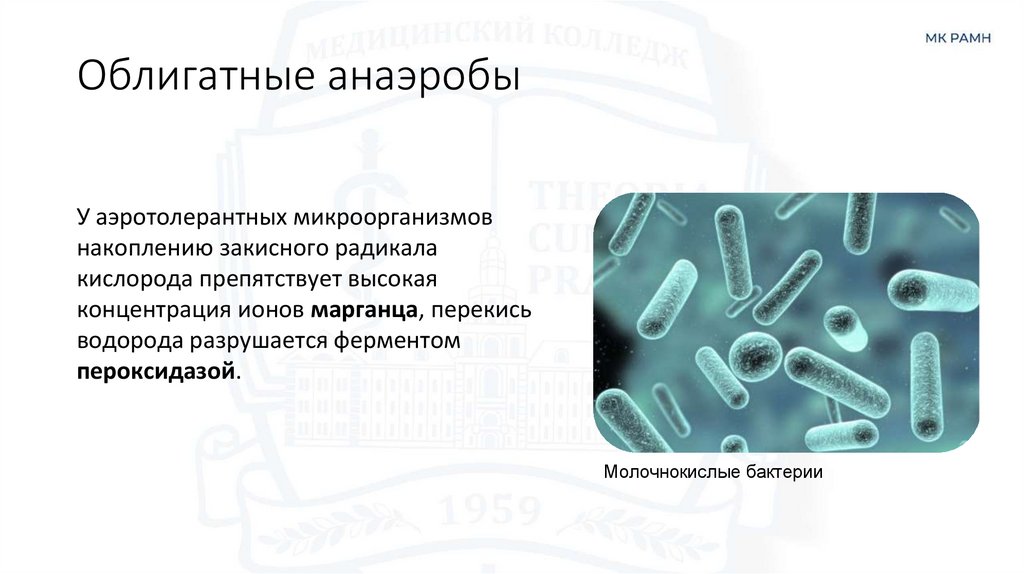 Облигатные анаэробы