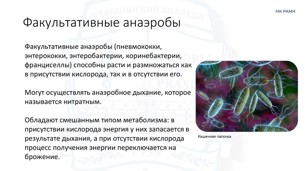 Факультативные анаэробы