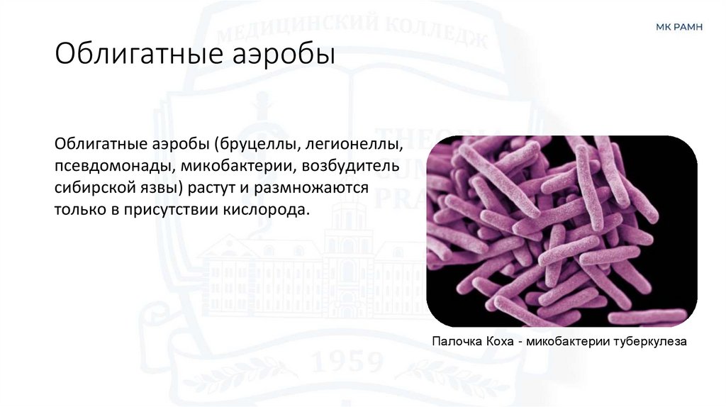 Облигатные аэробы